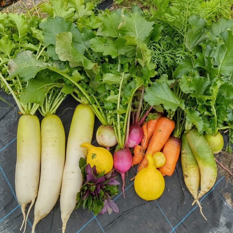 市民農園いいぬま 野菜